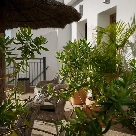 Palmeras Del Califa